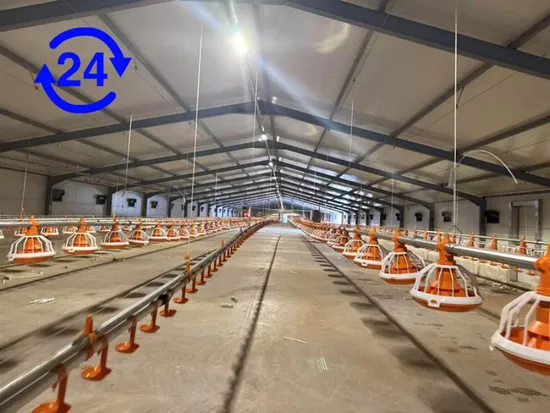 Advanced Broiler Farm Chicken Farm Broiler Floor with After